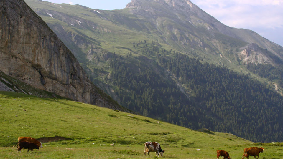 Mountains and Life