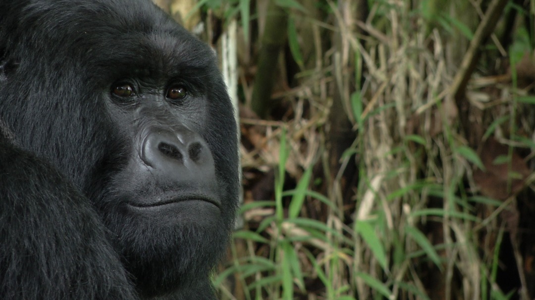 UGANDA WILDLIFE AUTHORITY