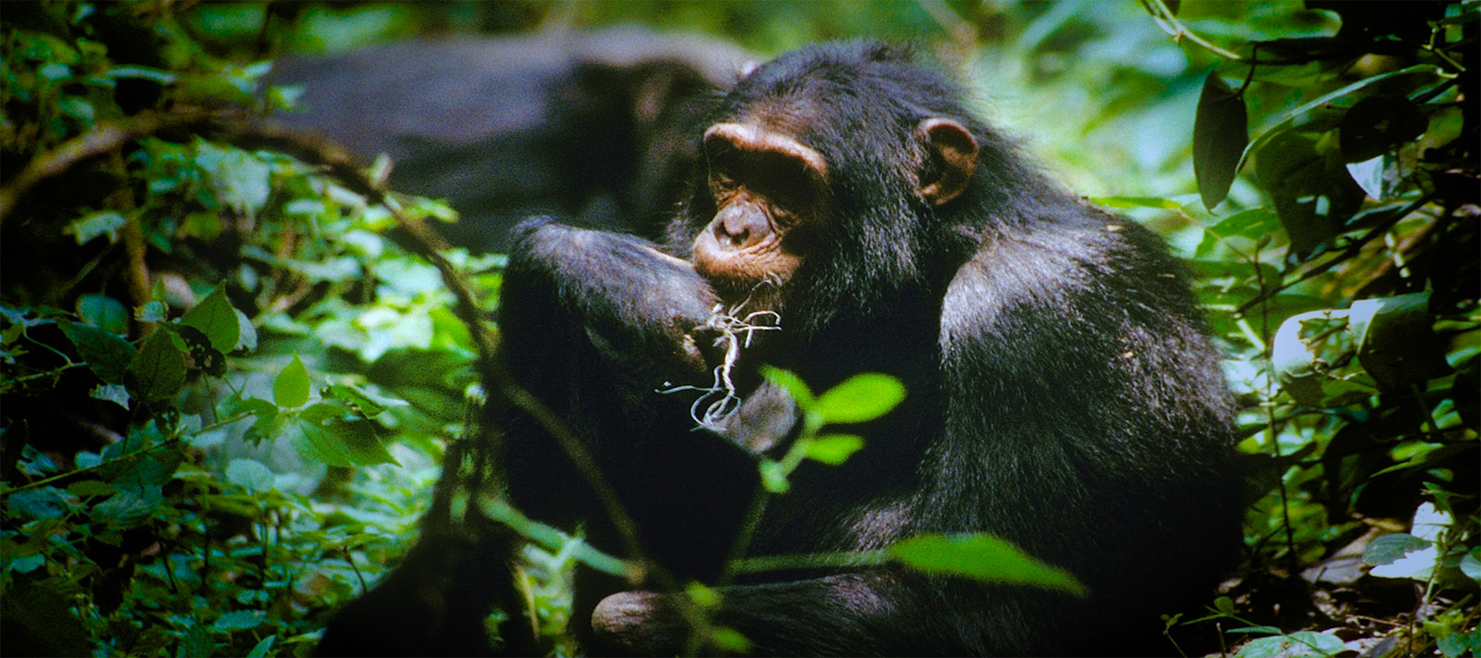 MAX THE CHIMP (GIVING NATURE A VOICE)